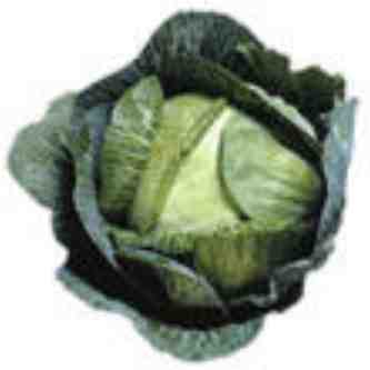 Cabbage